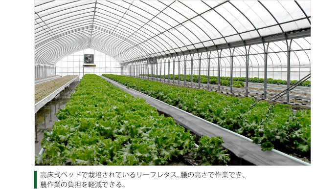 高床式ベッドで栽培されているリーフレタス。腰の高さで作業でき、農作業の負担を軽減できる。